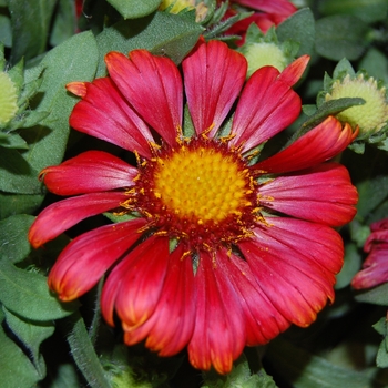 'Arizona Red Shades' Blanket Flower -Gaillardia 