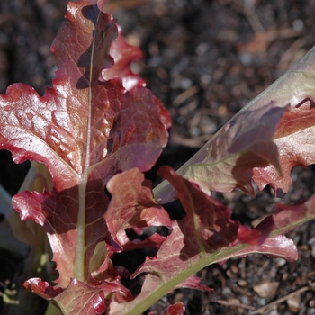 'Red Salad Bowl' Red Salad Bowl Lettuce -Lactuca sativa