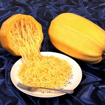 'Vegetable Spaghetti' Squash -Cucurbita 