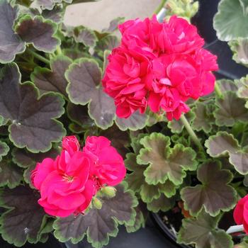 'Brocade Cherry Night' Zonal Geranium -Pelargonium x hortorum