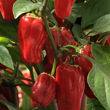 'Sweet Heat' Hot Pepper, Bell Pepper -Capsicum annuum