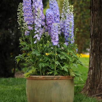 'Guardian Lavender' -Delphinium elatum