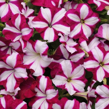 Easy Wave® 'Burgundy Star' -Petunia 