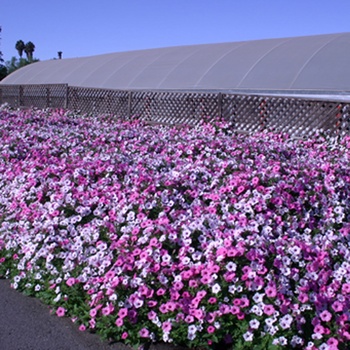 Supertunia Vista® 'Silverberry' -Petunia 