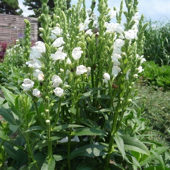 'Crystal Peak White' Obedient Plant -Physostegia virginiana