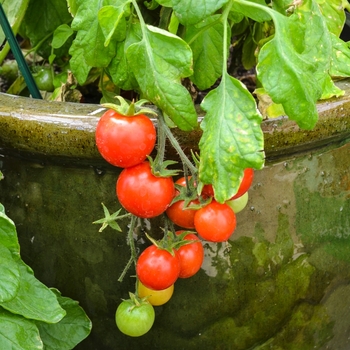 'Micro Tom' Tomato -Lycopersicon esculentum