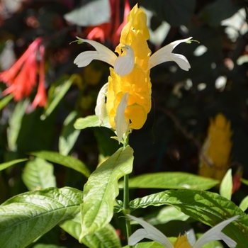 Golden Shrimp Plant -Pachystachys lutea