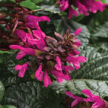 Rockin® 'Fuchsia' -Salvia 