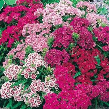 'Pinocchio' Border Carnation -Dianthus barbatus