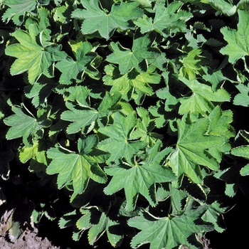 ''Gold Strike'' Lady''s Mantle -Alchemilla sericata