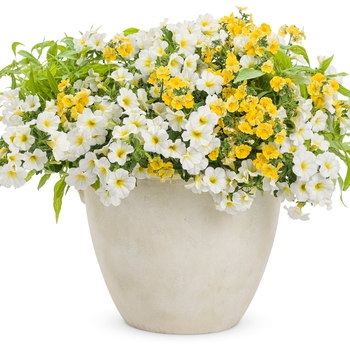 Superbells® 'Over Easy™' -Calibrachoa (Million Bells)