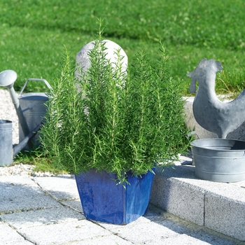 Common Rosemary -Rosmarinus officinalis