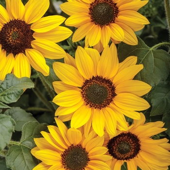 Suncredible® 'Yellow' -Helianthus (Sunflower)