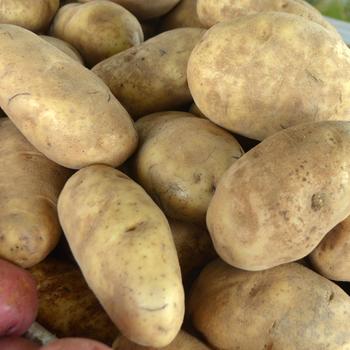 Russet Potato -Solanum tuberosum