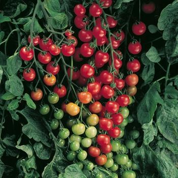 'Super Sweet 100' Tomato -Lycopersicon esculentum