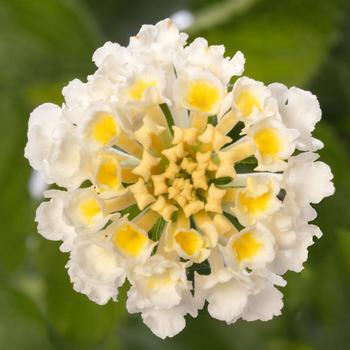 Bandolero™ White Improved -Lantana camara