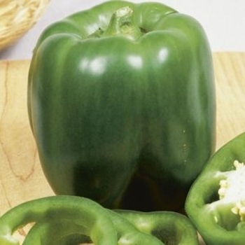 'Better Belle II' Sweet Bell Pepper -Capsicum annuum