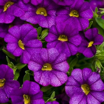 Superbells® Blue -Calibrachoa 