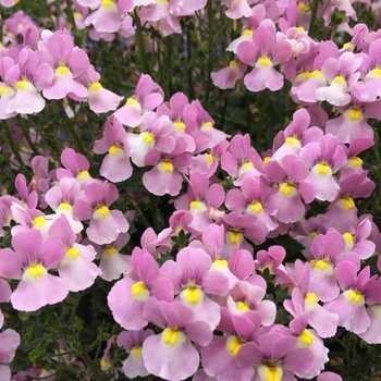 Aromance™ 'Pink' -Nemesia fruticans