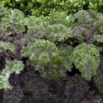 'Redbor' Ornamental Cabbage -Brassica oleracea var. acephala