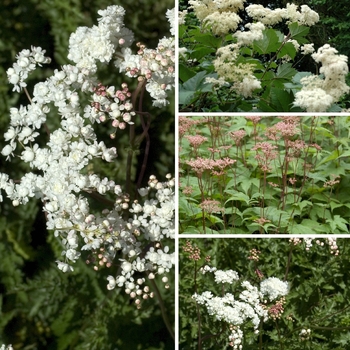 'Multiple Varieties' -Filipendula 