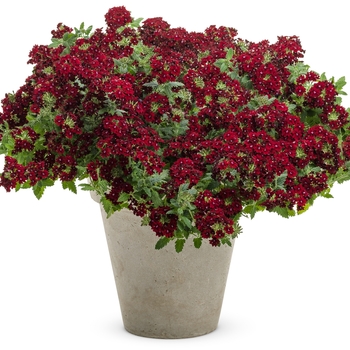 Superbena Royale® 'Romance' -Verbena 