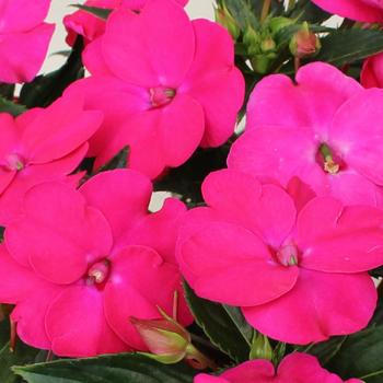 SunPatiens® Rose Pink -Impatiens 