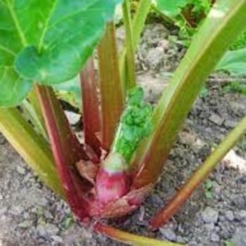 'Victoria' Rhubarb -Rheum rhabarbarum