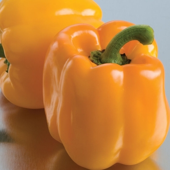 Yellow Bell Pepper -Capsicum annuum