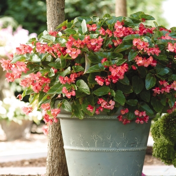 Dragon Wing® 'Pink' -Begonia 