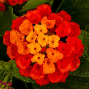 Lantana -Lantana camara