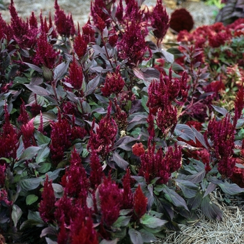 'New Look' Cockscomb -Celosia argentea var. plumosa