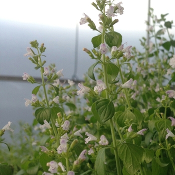 Calamint -Calamintha nepeta