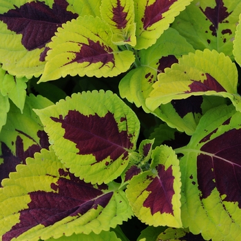 Kong® 'Lime Sprite' -coleus scutellarioides