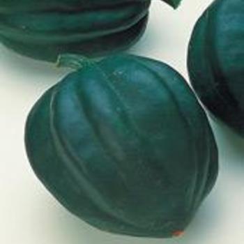 'Table Ace' Acorn Squash -Cucurbita pepo