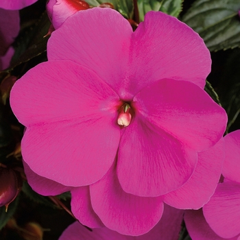 Sonic® 'Lilac' -Impatiens hawkeri (New Guinea Impatiens)