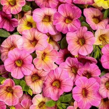 Superbells® 'Prism™ Pink Lemonade' -Calibrachoa 