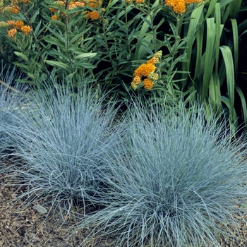 'Elijah Blue' Fescue -Festuca ovina glauca