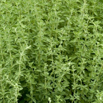 Sweet Marjoram -Origanum majorana