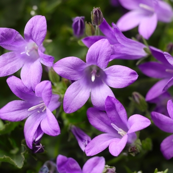 Clockwise™ 'Compact Deep Blue' -Campanula portenschlagiana (Bellflower)