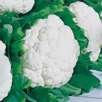 'Snow Crown' Cauliflower -Brassica oleracea