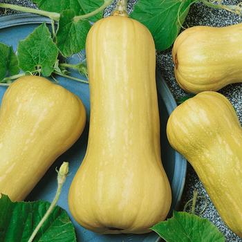 'Waltham' Butternut squash -Cucurbita moschata