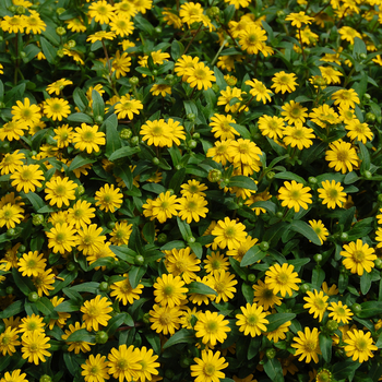 'Sunbini®' Creeping Zinnia -Sanvitalia procumbens