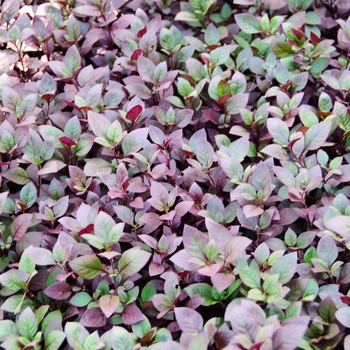 'Little Ruby' Joseph's Coat -Alternanthera dentata