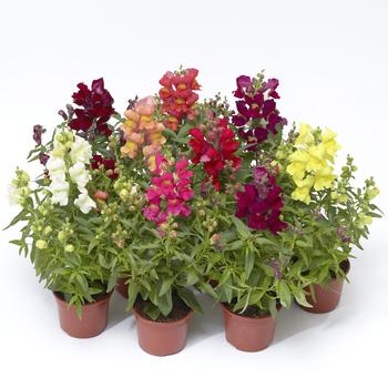 Snaptini™ 'Mix' -Antirrhinum (Snapdragon)