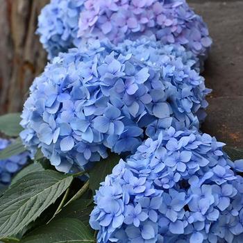 Hydrangea -Hydrangea macrophylla