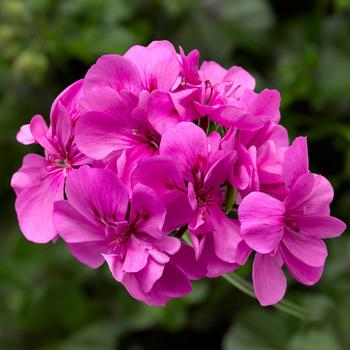 Ivy League™ 'Orchid' -Pelargonium peltatum (Ivy Geranium)