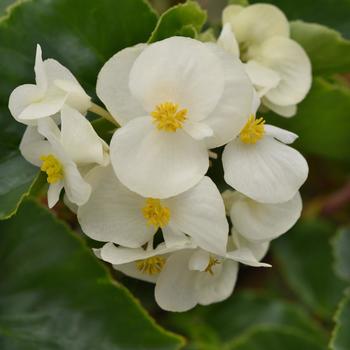 Megawatt™ 'White Green Leaf' -Begonia 