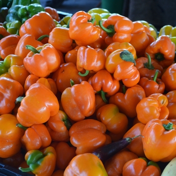 Orange Bell Pepper -Capsicum annuum