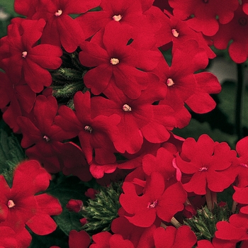 Lanai® ''Red'' -Verbena 